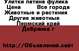 Улитки патина фулика › Цена ­ 10 - Все города Животные и растения » Другие животные   . Пермский край,Добрянка г.